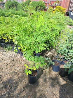 Moringa