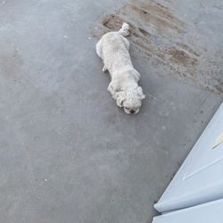 Shitzu