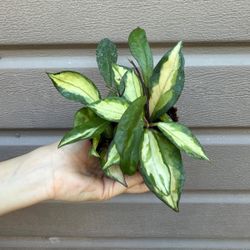 4” hoya exotica tricolor