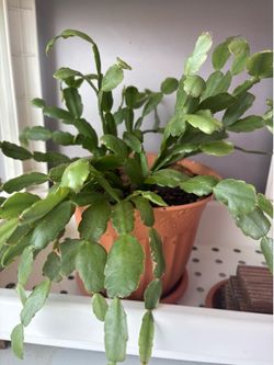 Home plant