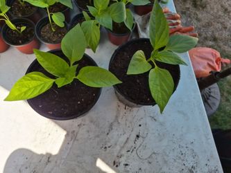 Red bell pepper plants