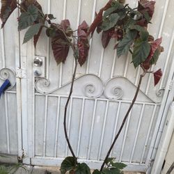 Begonia Lucerna Tall Blooming Shade Plant, In 5 Gallons Pot Pick Up Only