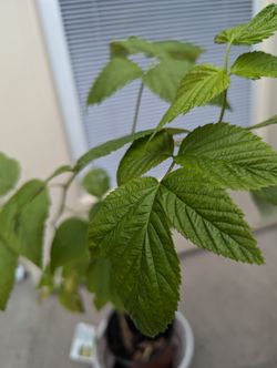 Bush organic raspberry .Price negotiable