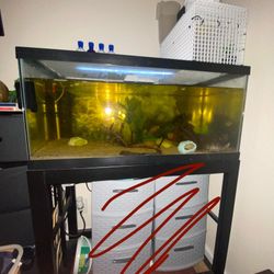 40 Gallon Fish Tank / Turtle Tank