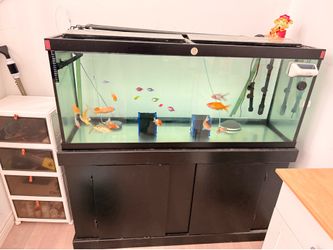 Large 90 Gallon Aquarium Setup – Ready to Go