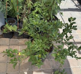 Large Gardenia Plants in 5 Gallons $40 Each Firm Price!