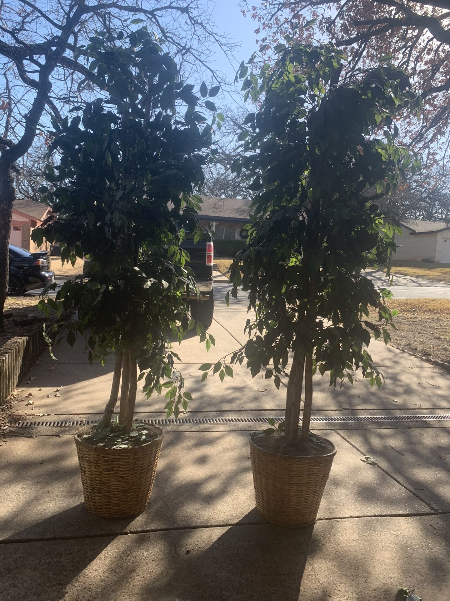 7 Ft Ficus Trees