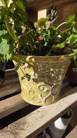 5"pot with aloe vera