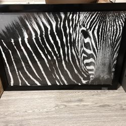 Large Zebra Picture 