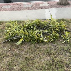 Plumeria, White And Yellow, Free Free