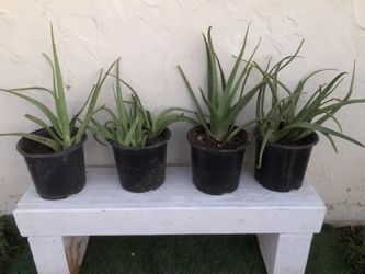 Aloe Vera Plant 10$, $20, etc