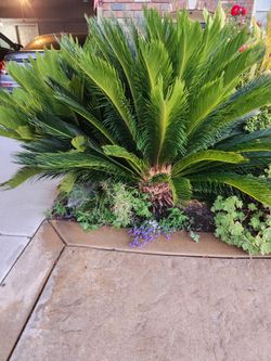 Sago palm trees