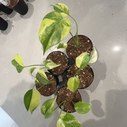 Highly Variegated Monstera Yellow Marilyn 