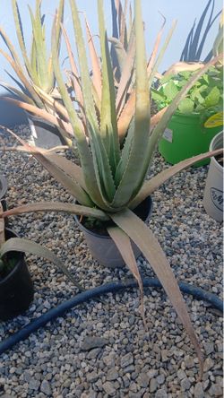 Aloe Vera
