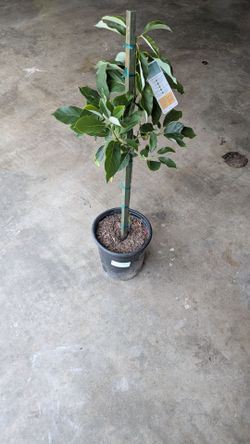 Avacado Tree