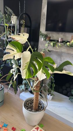 Monstera Albo