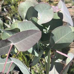LIVE Eucalyptus neglecta 5 Gallon Potted Plant