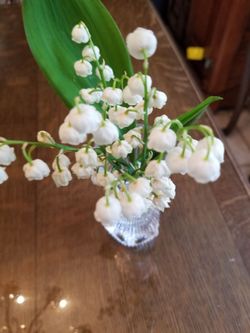 Lily of the Valley
