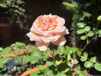 Looking to trade or sell healthy rooted cuttings of the gorgeous Princesse Charlene de Monaco hybrid