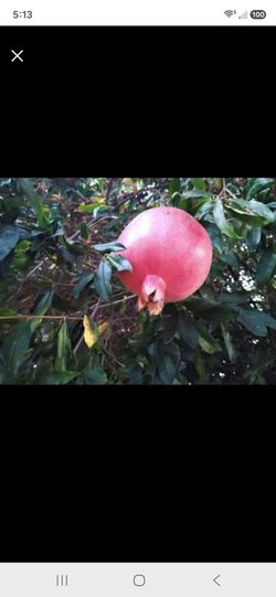 Pomegranate Fresh Picked