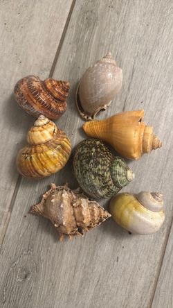Hermit Crab Shells