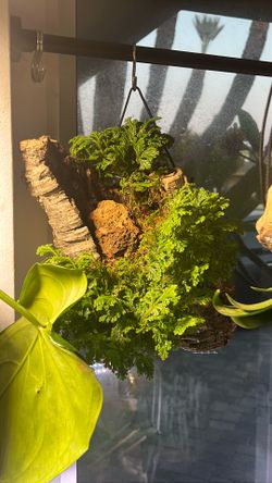 Plant Mounts (Orchid, Fern, Bromeliads)