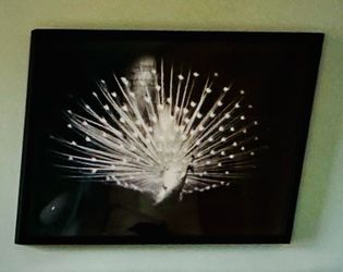 FRAMED ART PIECE - PEACOCK PHOTO - LARGE ART PIECE!!!
