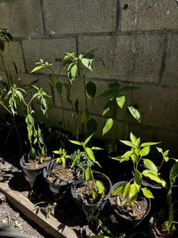 Planta de Chile de arbol/ Chile De Arbol Plant