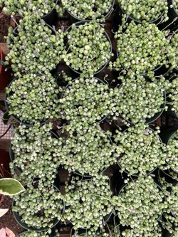 String Of Pearl 4 Inch Pot