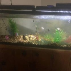 50 Gallon Fish Tank W Stand