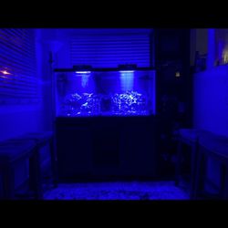 90 Gallon Overflow Fish Tank With Everything 