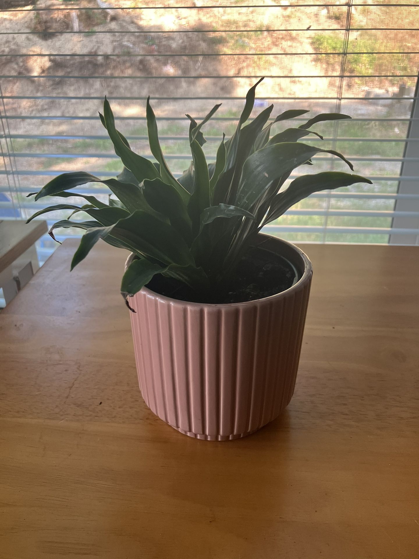 Tropical Plant