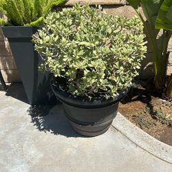 Two Big Plants
