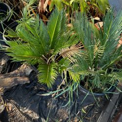 Sago Palm Tree