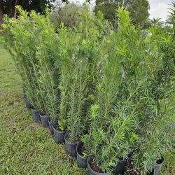 podocarpus  4 feet tall Instant Privacy Hedge For Fence 
