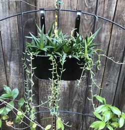 A metal wall hanging planter full of alworthia and string of bananas