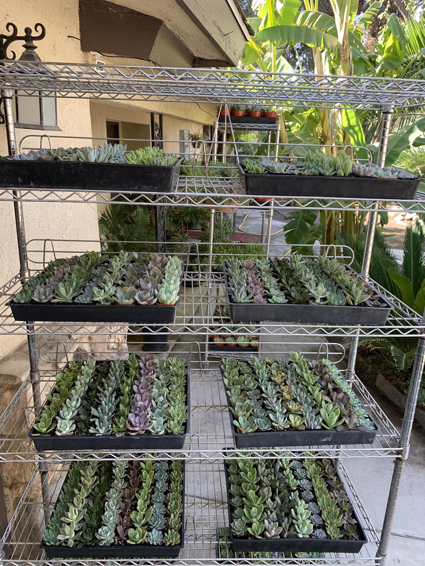 2 Inch Succulent Sale 2$ Each Or Buy More Than 5 And There1.50$ Each