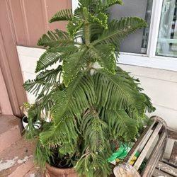 Star Pine 