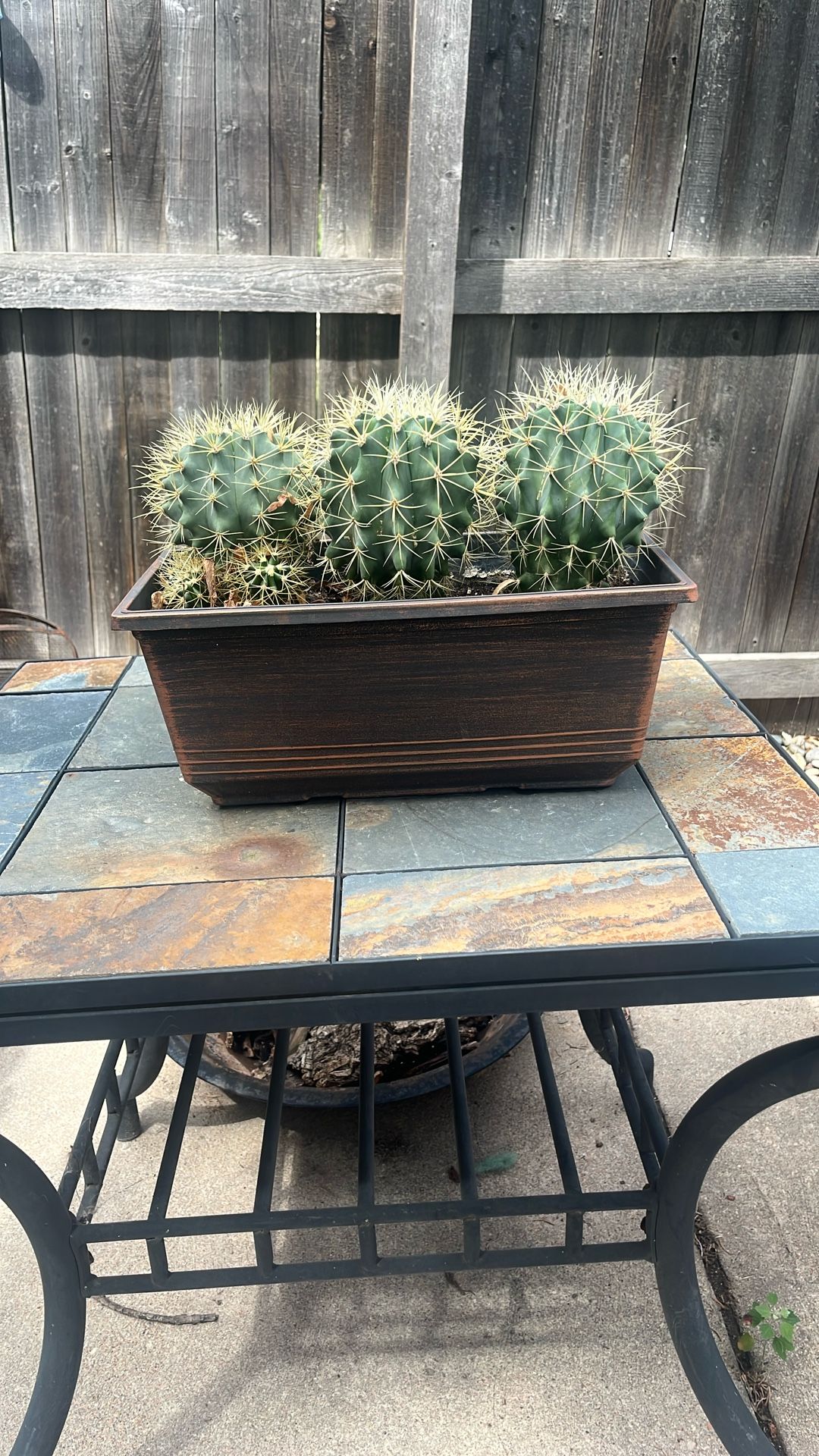 3, 7 Year Old Barrel Cacti