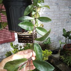 8" Hoya Carnosa Cutting Green Leaves W.speckling, Fragrant Pink Wax Flowers