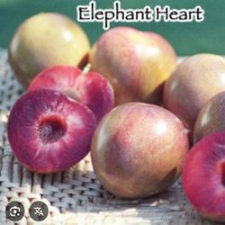 Elephant Heart Plum Tree 🌳 