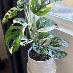 Variegated Monstera Adansonii Swiss chess plant
