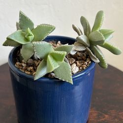 Tiger Jaw Succulent Plant