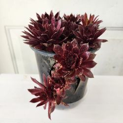 Rocknoll Rosette Succulent 