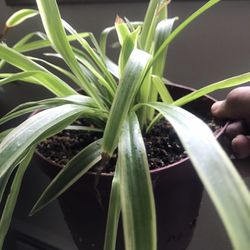 2 Very Healthy Spider Plants 
