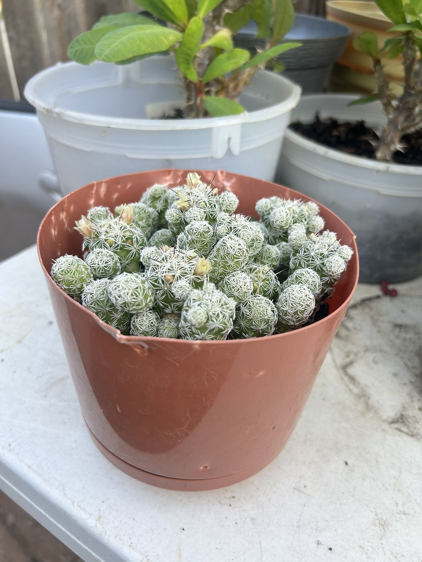 Cactus Plant