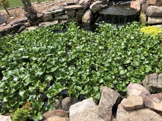 Pond Plants 