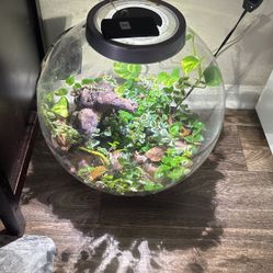 Planted 8 Gal Biorb Terrarium 