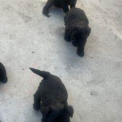 Necesito Un Hogar Para Estos Perritos  