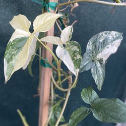 Syngonium Variegated Albo House Plant, In 5 Gallóns Pot Pick Up Only